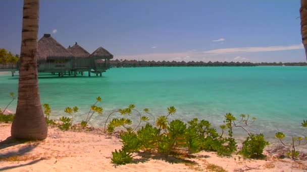 Tahitian palm trees — Stock Video