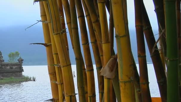 Gotas de bambu com orvalho — Vídeo de Stock