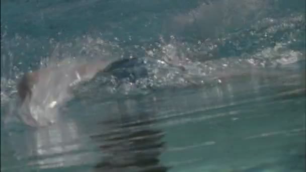 A woman swims across an pool — Stock Video