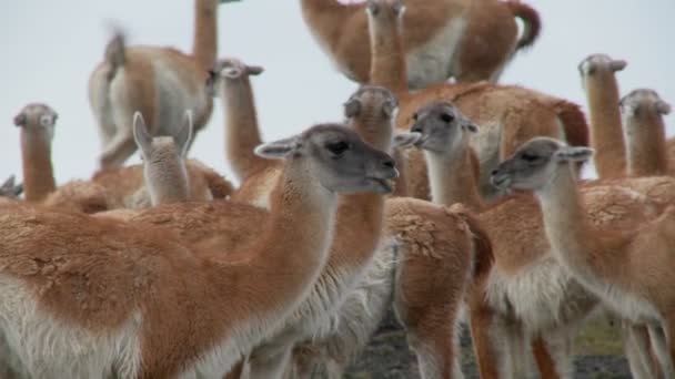 Guanacos agrupam-se para calor — Vídeo de Stock