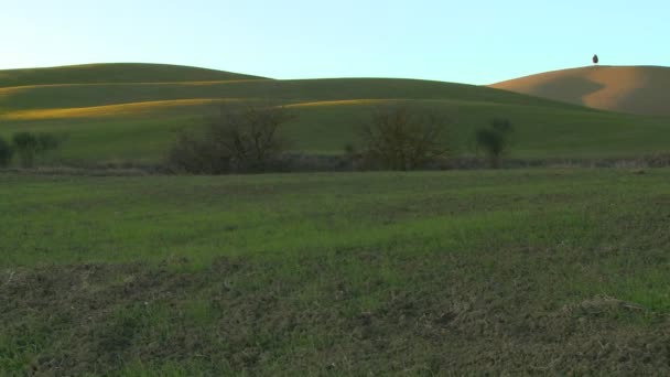 Árbol se encuentra en una colina en Toscana — Vídeos de Stock