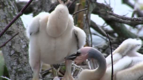 Fåglar av mangrove i boet — Stockvideo