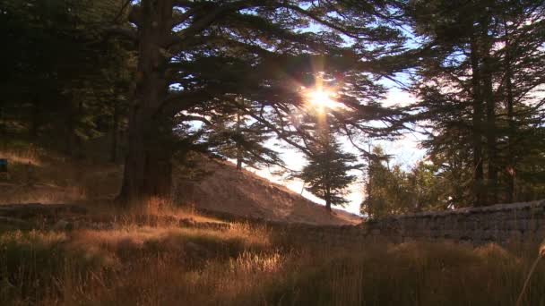 Ο ήλιος λάμπει μέσα από τα δέντρα — Αρχείο Βίντεο
