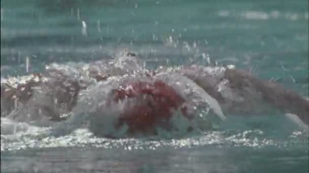 Κολυμβητής να αγωνίζεται στο στυλ της πεταλούδας — Αρχείο Βίντεο