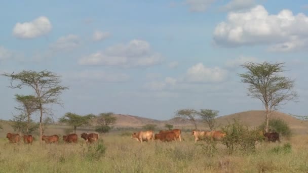Bir Masai kadın bir şemsiye ile yürüyor — Stok video