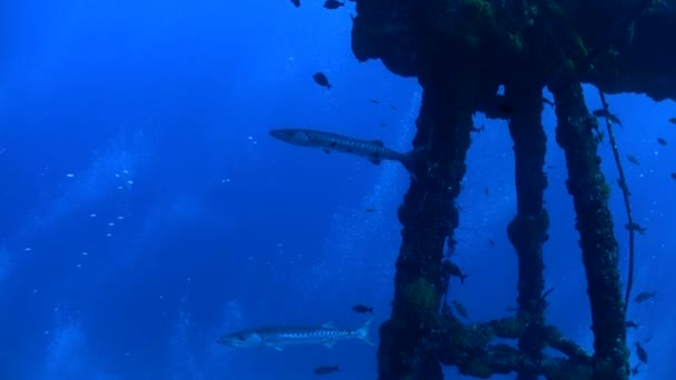 Fishes swim around shipwreck. — Stock Video