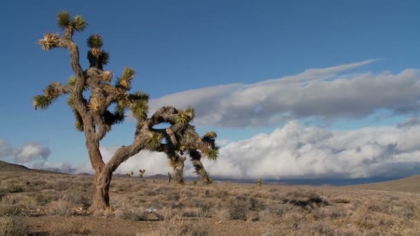 Nubes moviéndose detrás de árboles de yuca — Vídeo de stock