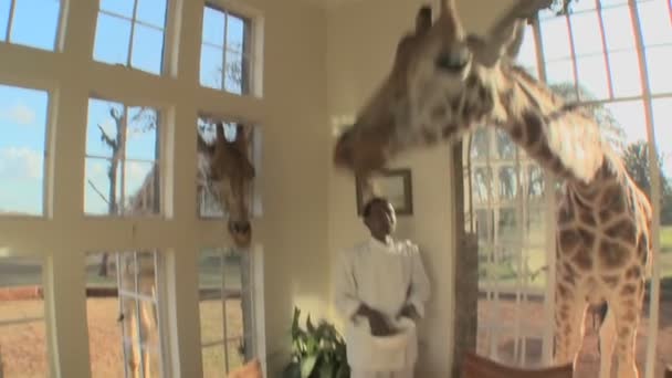 Giraffen stok hoofden in het venster — Stockvideo