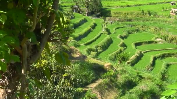 Exploração de arroz em terraços — Vídeo de Stock