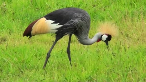 Crested crane vallfoder i gräset — Stockvideo