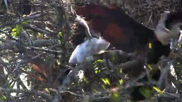 Fåglar av mangrove i boet — Stockvideo