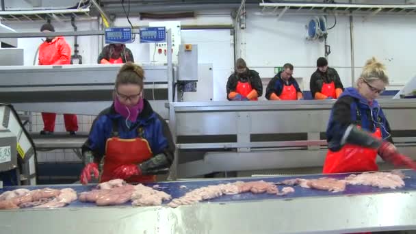 Frauen arbeiten in einer Fischverarbeitungsfabrik — Stockvideo