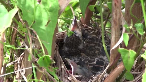 Oiseaux mange de la nourriture — Video