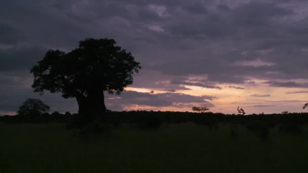 Тайм-ап деревьев баобаба в парке Тарангире — стоковое видео