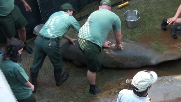 Chercheurs à la station de recherche manatee — Video