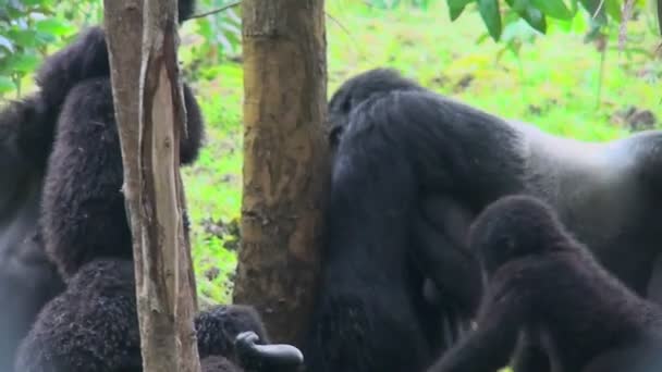 Gorillor äter eukalyptus grove — Stockvideo