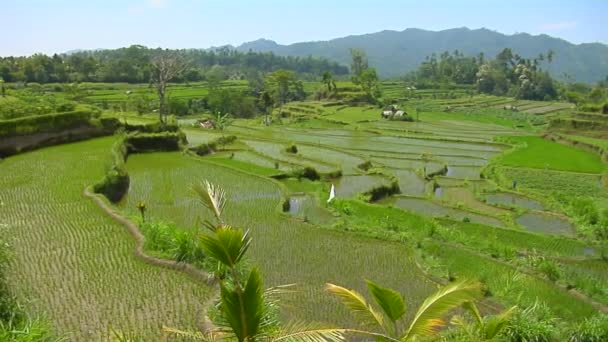 Une brise souffle sur une colline luxuriante — Video