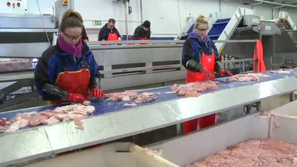Mujeres cortando pescado en fábrica — Vídeos de Stock