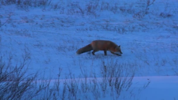 Zorro caza en la nieve — Vídeos de Stock