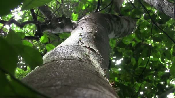 Мурахи переміщують листя через гілку — стокове відео
