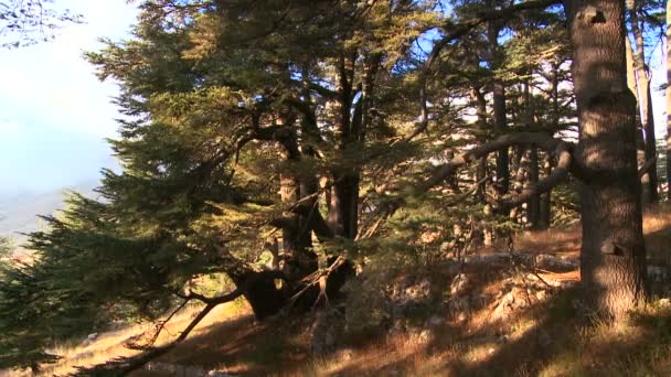 太陽に輝く木々 — ストック動画