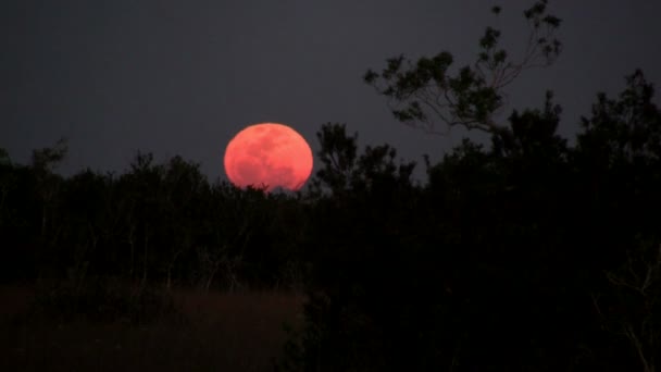 Großer, oranger Mond — Stockvideo