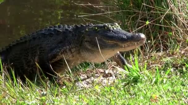 Alligator wandelen in een moeras — Stockvideo