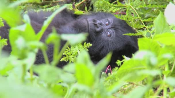 Gorila senta-se na vegetação da selva — Vídeo de Stock