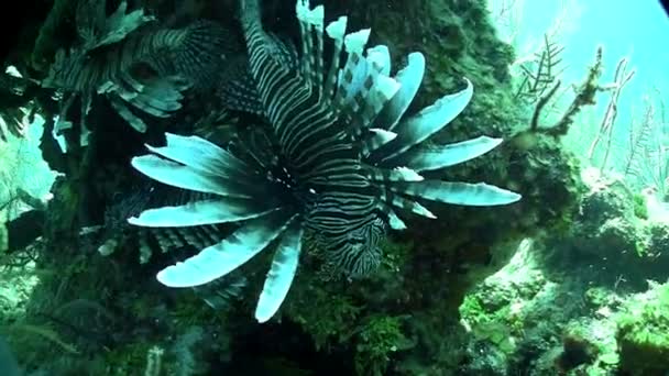 Deadly lionfish floats — Stock Video