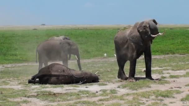 Слоны, принимающие пыльную ванну — стоковое видео