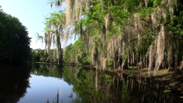 Piękny Everglades na Florydzie — Wideo stockowe