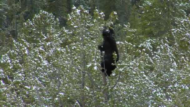 Een zwarte beer klimt een boom — Stockvideo