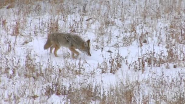 Een coyote trots via de vlakte — Stockvideo
