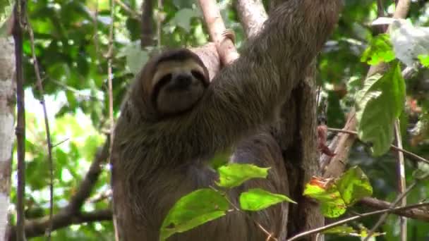 Pereza del árbol relajándose en un árbol — Vídeos de Stock