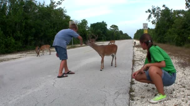 People feed deer — Stock Video