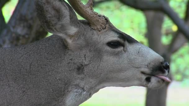 Een buck Muildierhert — Stockvideo