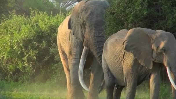 Elefante camina con bebé — Vídeo de stock