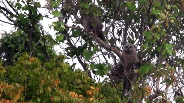Baykuş eş bir ağaç dalları üzerinden — Stok video