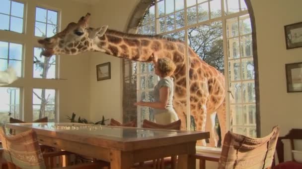 Giraff sticka huvudet i fönstret — Stockvideo