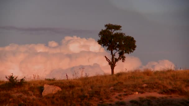 Nubes se mueven detrás de un árbol — Vídeos de Stock