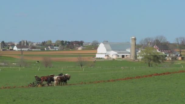 Agriculteur utilise des chevaux pour labourer les champs — Video