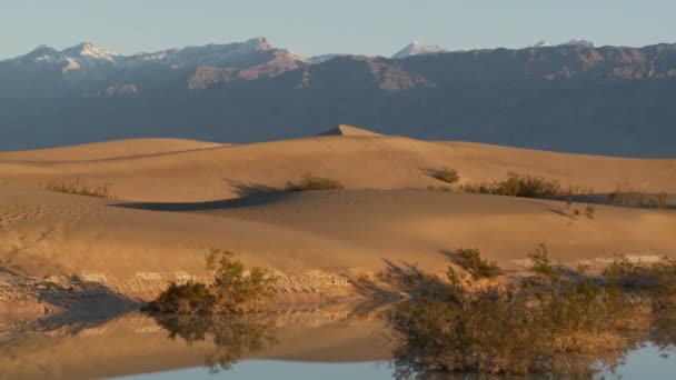 Woestijn duinen op een oase — Stockvideo