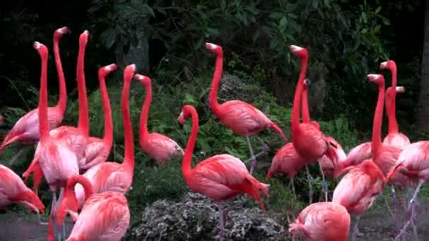 Troupeau de flamants roses dans les Everglades — Video