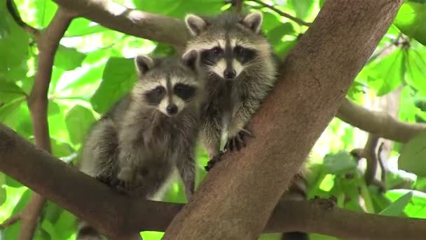 Dos mapaches en el árbol — Vídeos de Stock