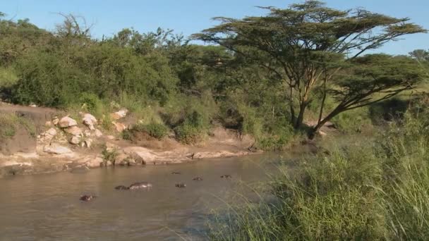 Una vaina de hipopótamos yacen en un río — Vídeos de Stock