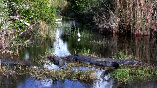 Аллигаторы, спящие в болоте — стоковое видео