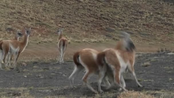 Guanacos lutam em um ritual de acasalamento — Vídeo de Stock