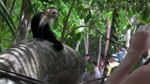 Μαϊμού παίζει σε μια παλάμη δέντρο — Αρχείο Βίντεο