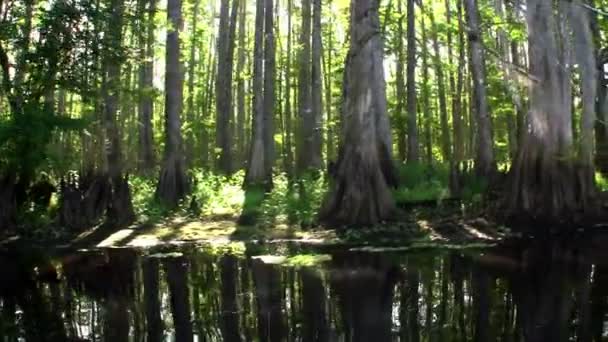 Florida Everglades på dagtid — Stockvideo