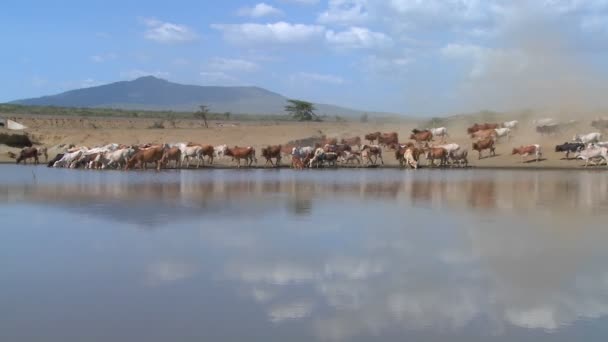 Cattle move around a watering hole — Stock Video
